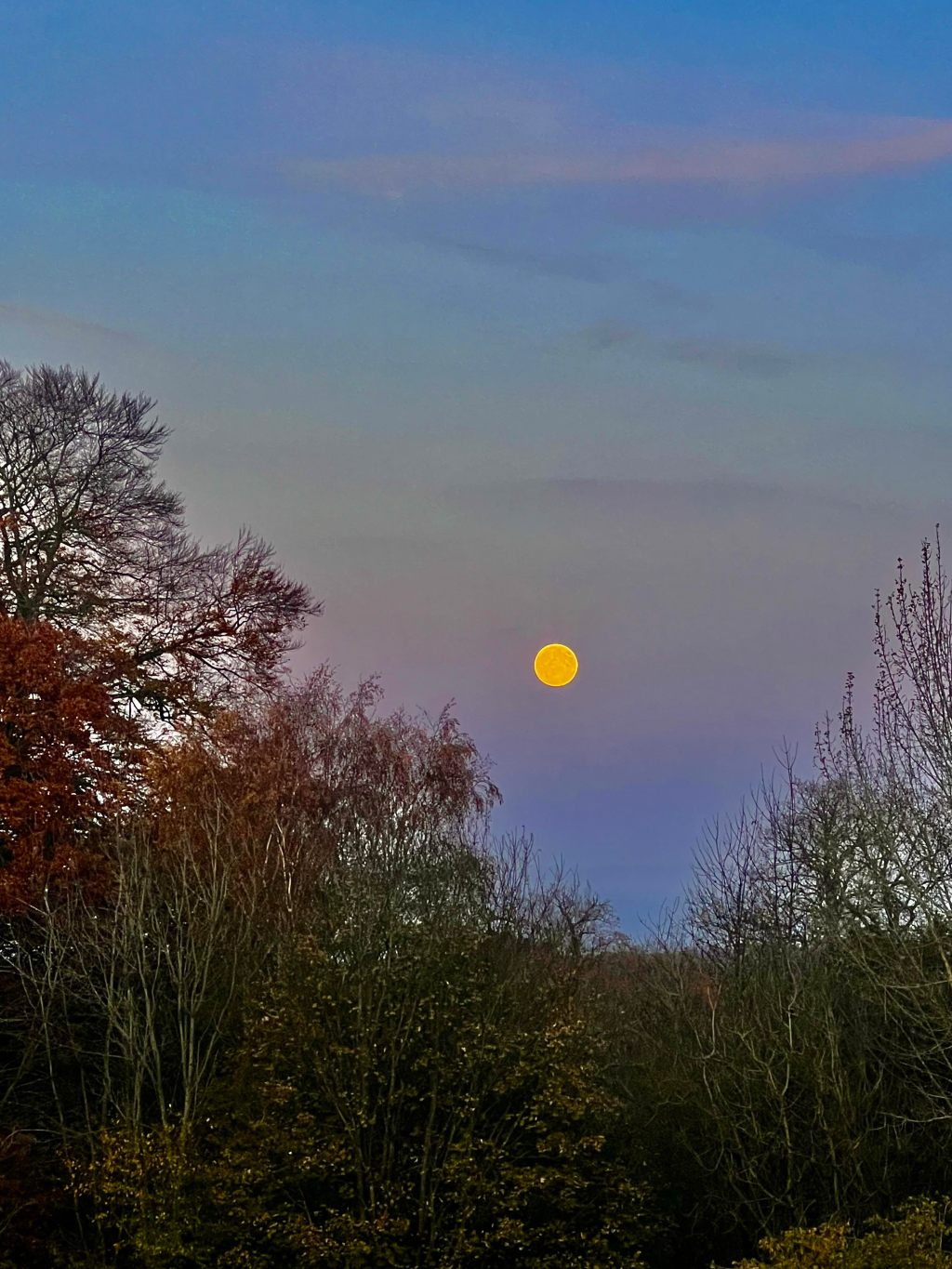 感恩节前，橙月下独白