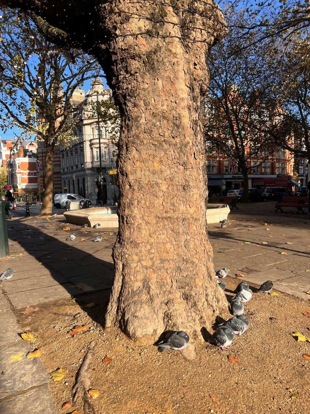 切尔西晒太阳的鸽子