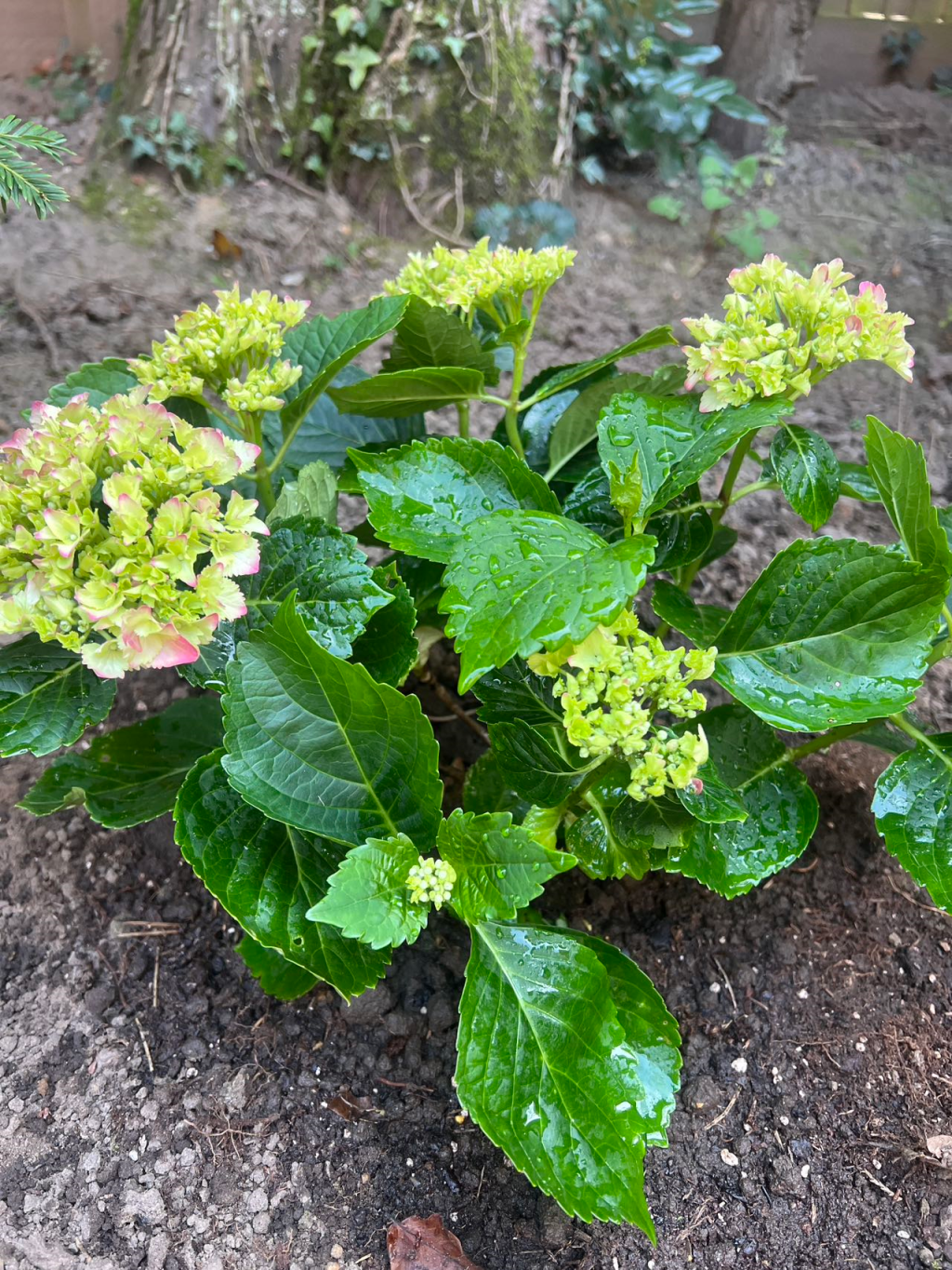 我为春天种下一朵花