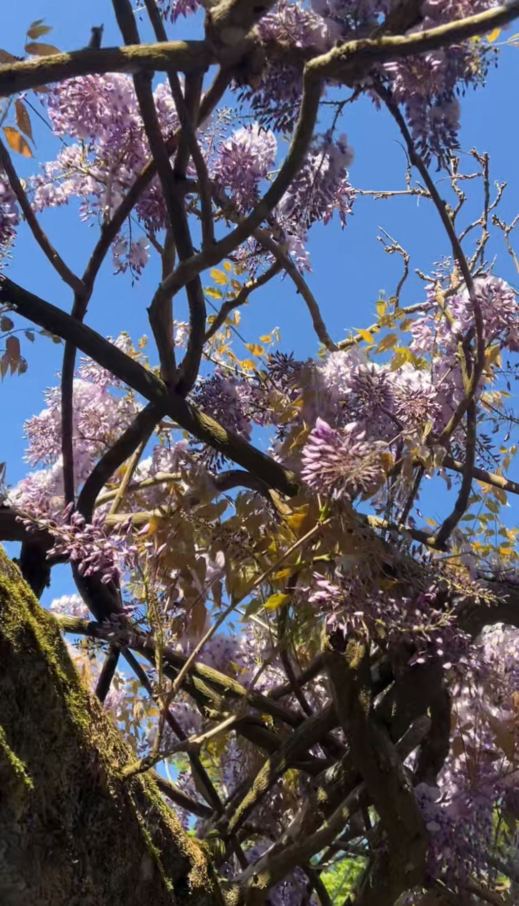 紫藤,在缠绕中生出自由