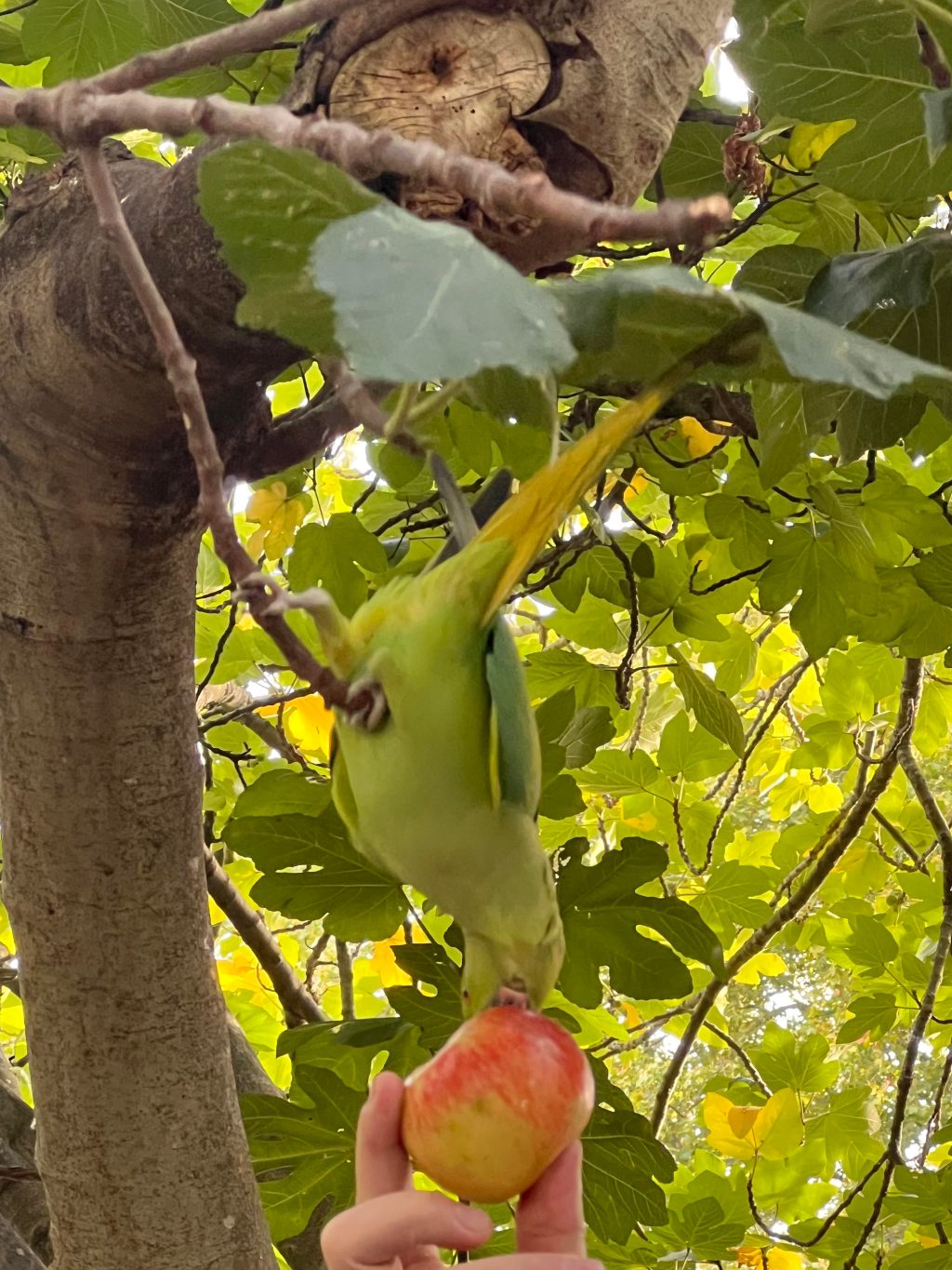 路边有灰松鼠和绿鹦鹉