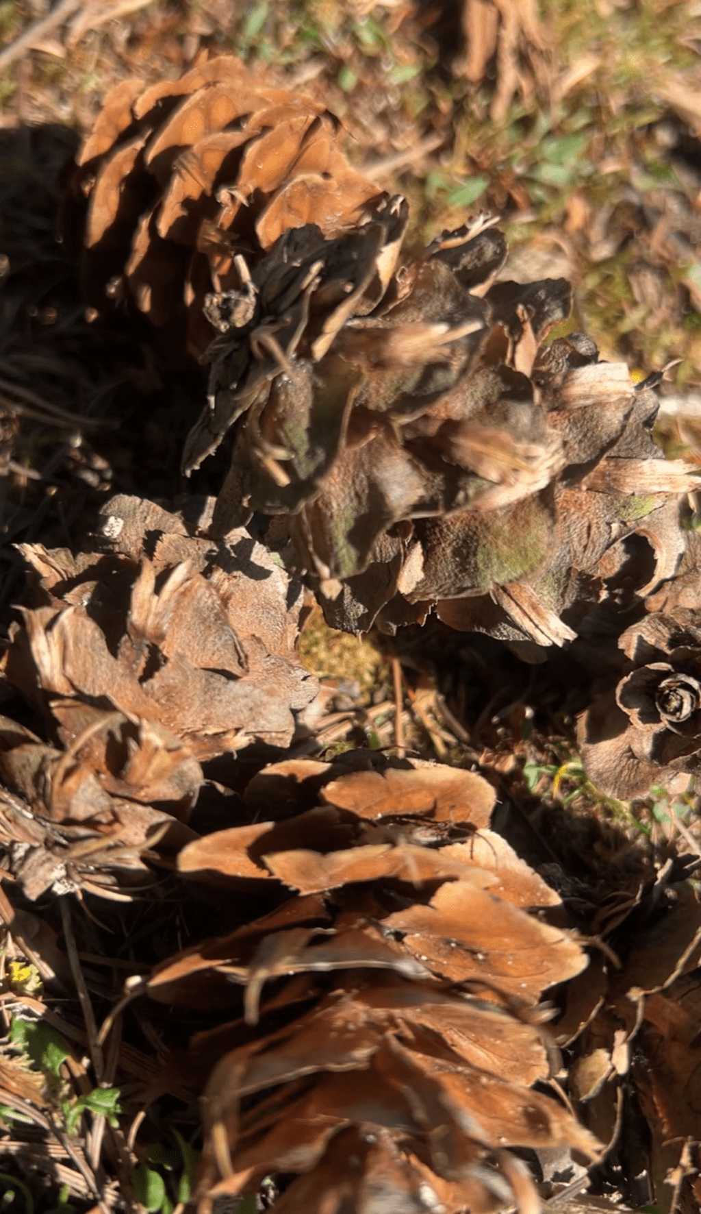 诺尔公园的松果