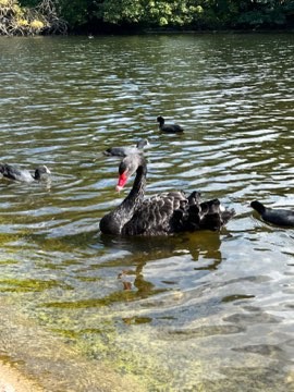 在第10001次遇见黑天鹅之前