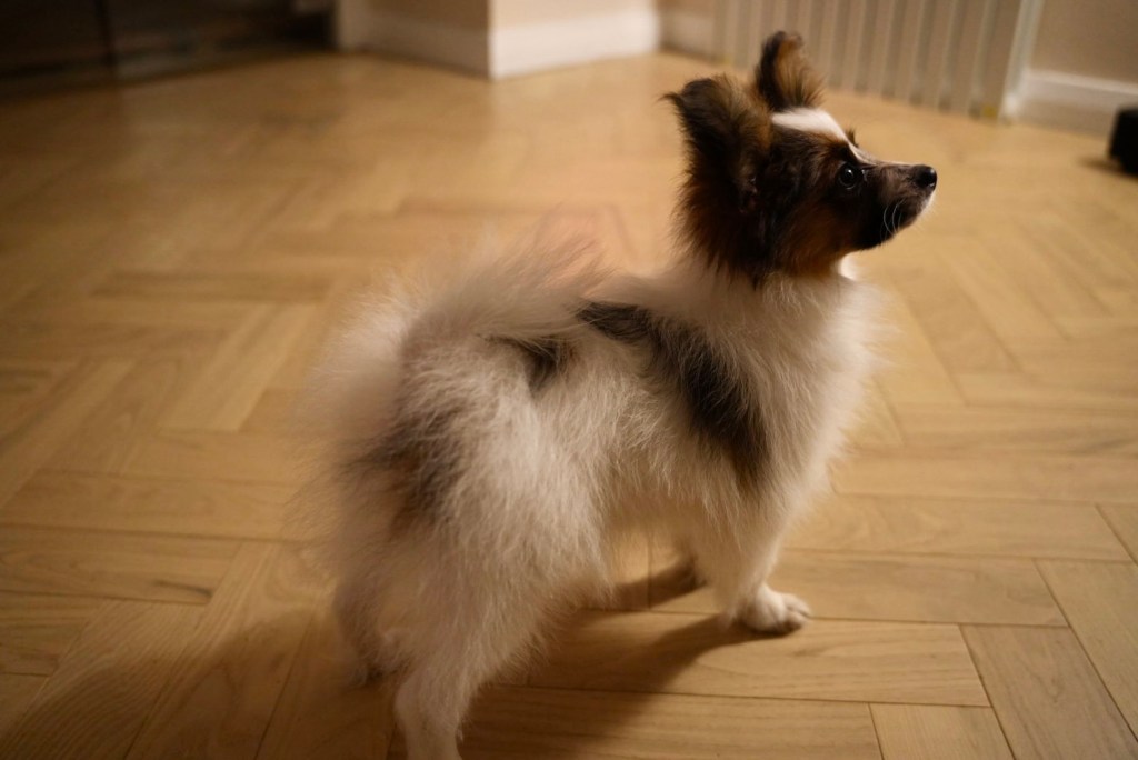 颠倒人生中的一只蝴蝶犬